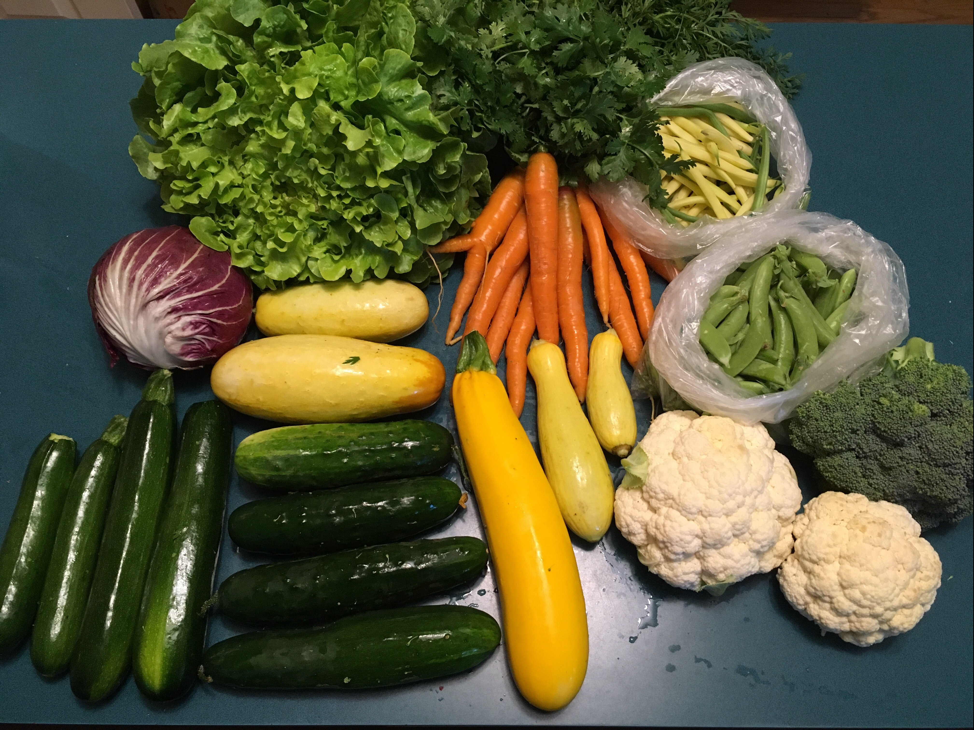 CSA 18 Week 6
