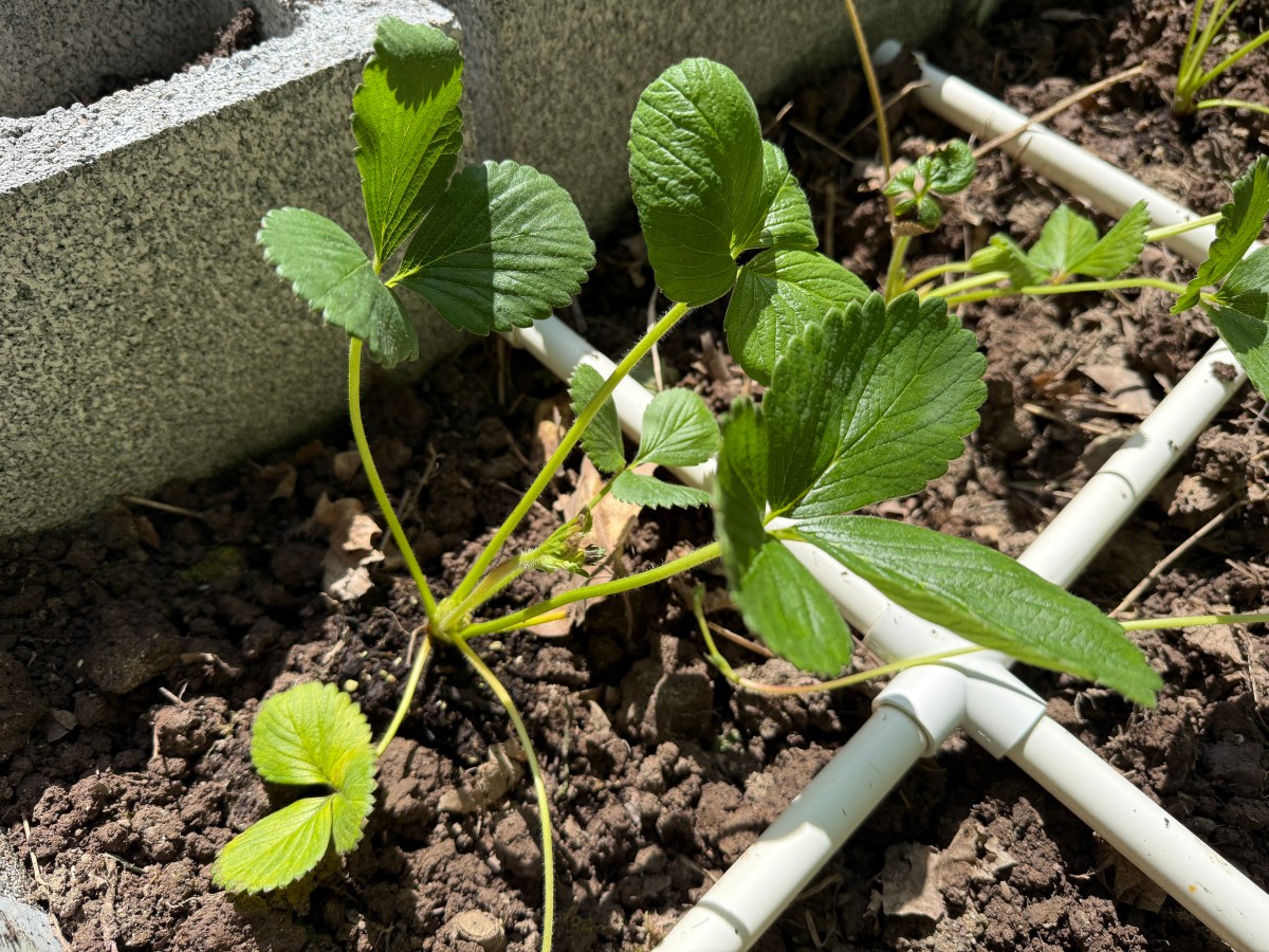 Spring Garden Planning Tips for Families: Growing Food, Saving Money & Building&nbsp;Traditions